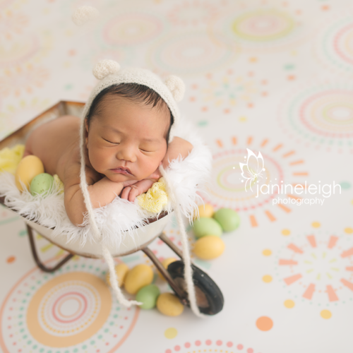 White Wheelbarrow photo prop
